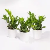Pflanzen-Kölle Glücksfeder inkl. Übertopf 'Dallas' weiß, Topf-Ø 12 cm, 3er-Set