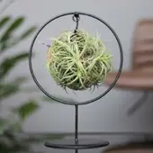 Pflanzen-Kölle Tillandsia 'Magic Ball' in rundem Metallgestell, 17cm Ø