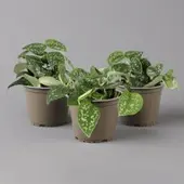 Pflanzen-Kölle Scindapsus pictus 'Trebie', Topf-Ø 12 cm, Höhe ca. 20 cm, 3er-Set