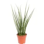Pflanzen-Kölle Bogenhanf, 'Fernwood Mikado', Topf-Ø 14 cm, Höhe ca. 60 cm