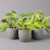 Pflanzen-Kölle Philodendron 'Brasil', Topf-Ø 12 cm, Höhe ca. 15-20 cm, 3er-Set