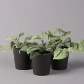 Pflanzen-Kölle Gefleckte Efeutute 'Trebie' in Keramiktopf anthrazit, Topf-Ø 12 cm, 3er-Set