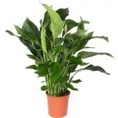 Pflanzen-Kölle Einblatt 'Sweet Silvana', Topf-Ø 24 cm, Höhe ca. 90 cm