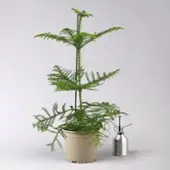 Pflanzen-Kölle Zimmertanne, Topf-Ø 17 cm, Höhe ca. 60 cm