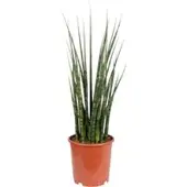Pflanzen-Kölle Bogenhanf 'Fernwood Mikado', Topf-Ø 19 cm, Höhe ca. 70 cm