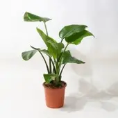 Pflanzen-Kölle Strelitzia, Topf-Ø 21 cm, Höhe ca. 70-100 cm