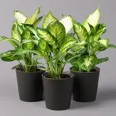 Pflanzen-Kölle Dieffenbachie 'Camilla' in Keramiktopf Dallas anthrazit, Topf-Ø 12 cm, 3er-Set