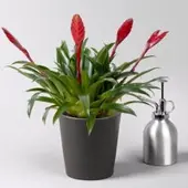 Pflanzen-Kölle Vriesea 'Multiflower Astrid', rot, im Übertopf Dallas anthrazit, Topf-Ø 12 cm