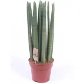 Pflanzen-Kölle Bogenhanf 'Straight', Topf-Ø 21 cm, Höhe ca. 70 cm