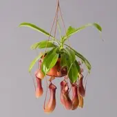 Pflanzen-Kölle Kannenpflanze, 8-12 Kannen, in Blumenampel, Topf-Ø 14 cm
