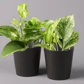 Pflanzen-Kölle Efeutute 'Marble Queen' inkl. Topf Dallas anthrazit, Topf-Ø 12 cm, 2 Pflanzen