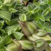 Pflanzen-Kölle Dreimasterblume, verschiedene Arten nach Verfügbarkeit, Topf-Ø 12 cm, 3er-Set