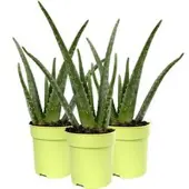Pflanzen-Kölle Aloe vera, Topf-Ø 12 cm, Höhe ca. 20-30 cm, 3er-Set
