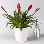 Pflanzen-Kölle Vriesea 'Astrid', rot, im Übertopf Dallas weiß, Topf-Ø 12 cm