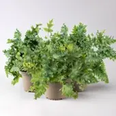 Pflanzen-Kölle Goldtüpfelfarn 'Davana', Topf-Ø 12 cm, Höhe ca. 30 cm, 3er-Set