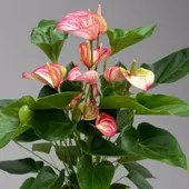 Kölles Beste Flamingoblume 'LiviumRed' rot-weiß gestreift, Topf-Ø 17 cm