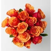 Pflanzen-Kölle 15 orange/rote Rosen 'Espana'