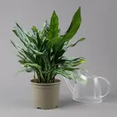 Pflanzen-Kölle Aglaonema 'Miss Juliette', Topf-Ø 17 cm, Höhe ca. 55 cm
