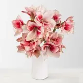 Pflanzen-Kölle 5 rot/weiße Amaryllis 'Showmaster'