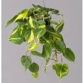 Pflanzen-Kölle Philodendron 'Brasil', in Blumenampel, Topf-Ø 18 cm