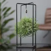 Pflanzen-Kölle Tillandsia 'Magic Ball' in eckigem Metallgestell, 17cm Ø
