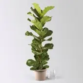 Pflanzen-Kölle Geigenfeige, Topf-Ø 21 cm, Höhe ca. 80-100 cm