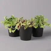 Pflanzen-Kölle Dreimasterblume in Keramiktopf anthrazit, n. Verfügbarkeit, Topf-Ø 12cm, 3er-Set
