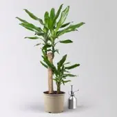Pflanzen-Kölle Duftender Drachenbaum 'Steudneri', Topf-Ø 17 cm, Höhe ca. 80 cm
