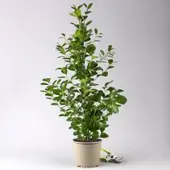Pflanzen-Kölle Ficus microcarpa 'Moclame', Topf-Ø 21 cm, Höhe ca. 110 cm