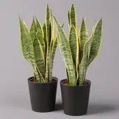 Pflanzen-Kölle Bogenhanf in Keramiktopf Dallas anthrazit, Topf-Ø 12 cm, 2er-Set
