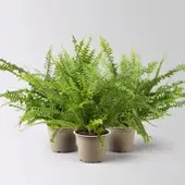 Pflanzen-Kölle Schwertfarn 'Green Lady', Topf-Ø 12cm, Höhe ca. 35 cm, 3 Pflanzen