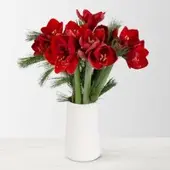 Pflanzen-Kölle Schnittblumen-Mix aus 5 weihnachtsroten Amaryllis & 5 Seidenkiefer