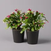 Pflanzen-Kölle Weihnachtskaktus 'Duo', 2 Farben, Übertopf anthrazit, Topf-Ø 12 cm, 2 Pflanzen