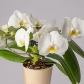 Pflanzen-Kölle Schmetterlingsorchidee 'Muse', weiß, Topf-Ø 12 cm, Höhe ca. 40 cm