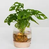 Pflanzen-Kölle Monstera 'Water Roots' in Glasvase ohne Erde Ø 12cm, mit LED-Holzuntersetzer