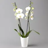 Pflanzen-Kölle Schmetterlingsorchidee, inkl. Keramiktopf, weiß, Topf-Ø 12cm, Höhe ca. 60 cm