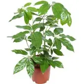 Pflanzen-Kölle Schefflera actinophylla 'Amate', Topf-Ø 24 cm, Höhe ca. 85 cm