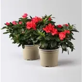 Pflanzen-Kölle Azalee rot, gefüllt, Topf-Ø 14 cm, 2 Stück