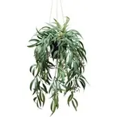 Pflanzen-Kölle Kunstpflanze Eukalyptus globulus, Höhe ca. 65 cm