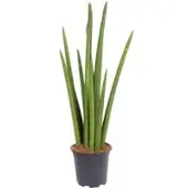 Pflanzen-Kölle Bogenhanf 'Rocket', Topf-Ø 17 cm, Höhe ca. 70 cm