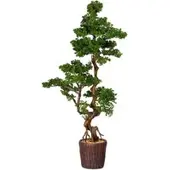 Pflanzen-Kölle Kunstpflanze Bonsai-Lärche, Höhe ca. 155 cm