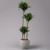 Pflanzen-Kölle Duftender Drachenbaum 'Compacta', Topf-Ø 24 cm, Höhe ca. 120 cm