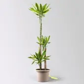 Pflanzen-Kölle Duftender Drachenbaum 'Gold Dream', Topf-Ø 24 cm, Höhe ca. 140 cm