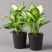 Pflanzen-Kölle Dieffenbachie 'Camilla' in Keramiktopf Dallas anthrazit, Topf-Ø 12 cm, 2er-Set
