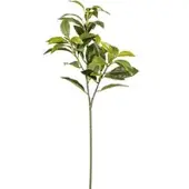 Pflanzen-Kölle Künstlicher Lorbeerzweig, 4er-Set, Höhe ca. 65 cm