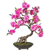 Pflanzen-Kölle Kunstpflanze Bonsai Cerasum, pink, Höhe ca. 37 cm