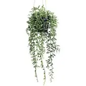 Pflanzen-Kölle Kunstpflanze Senecio herreianus, Höhe ca. 55 cm