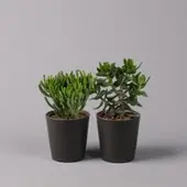 Pflanzen-Kölle Geldbaum Mix, Sorten zufällig, Topf-Ø 12cm, in Keramiktopf anthrazit, 2 Pflanzen