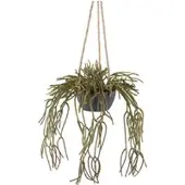 Pflanzen-Kölle Kunstpflanze Rhipsalis pilocarpa, Höhe ca. 80 cm