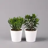Pflanzen-Kölle Geldbaum Mix, verschiedene Formen, Topf-Ø 12cm, in Keramiktopf weiß, 2 Pflanzen